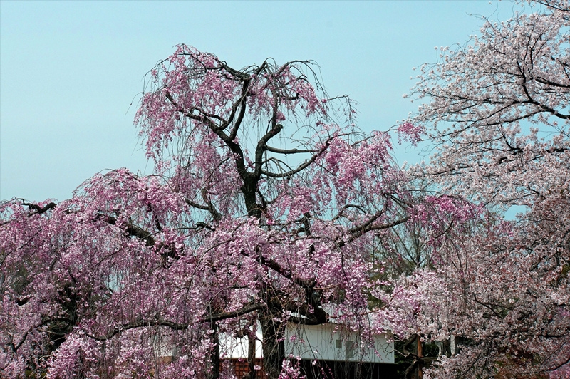 1019_洛中 京都御苑_京都