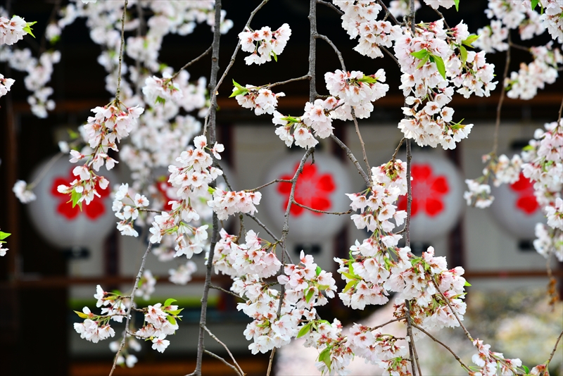 1050_洛中 平野神社_京都