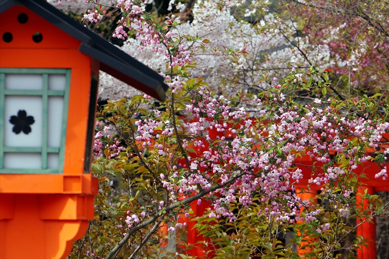 1051_洛中 平野神社_京都