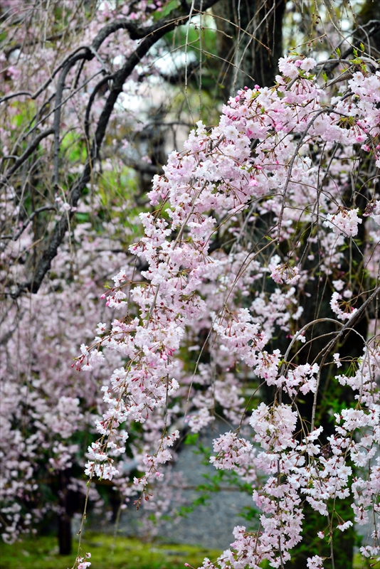 1101_洛中 上品蓮台寺_京都