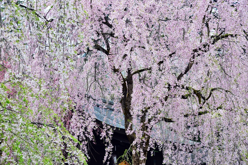 1063_角館_秋田