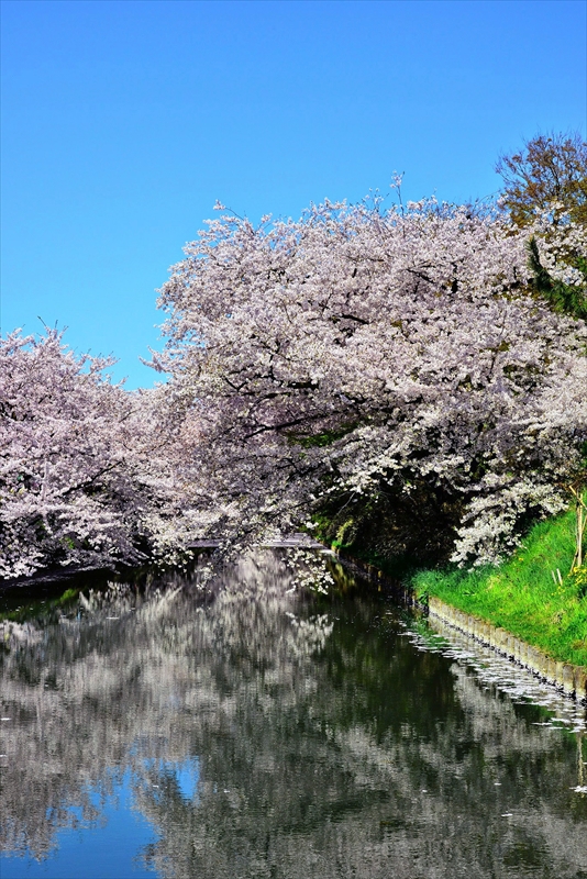 1154_弘前公園_青森