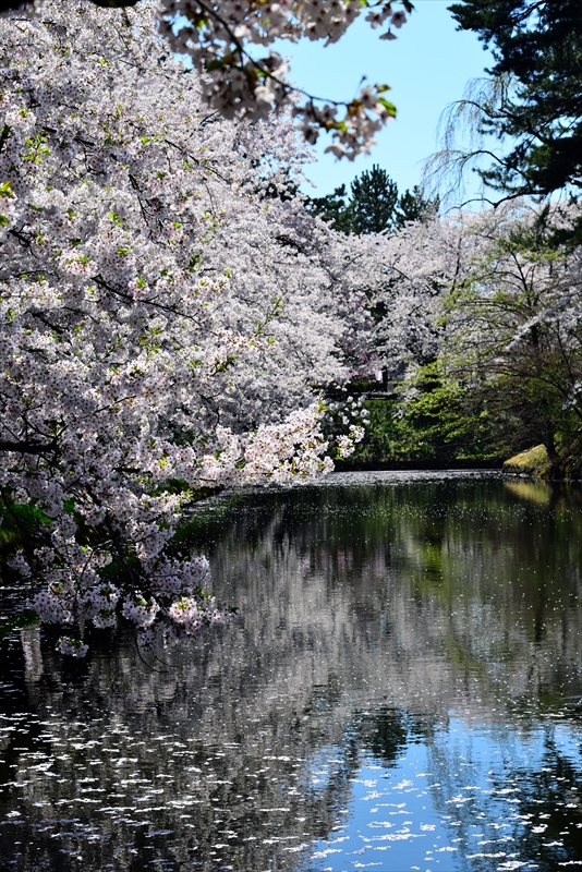 1168_弘前公園_青森