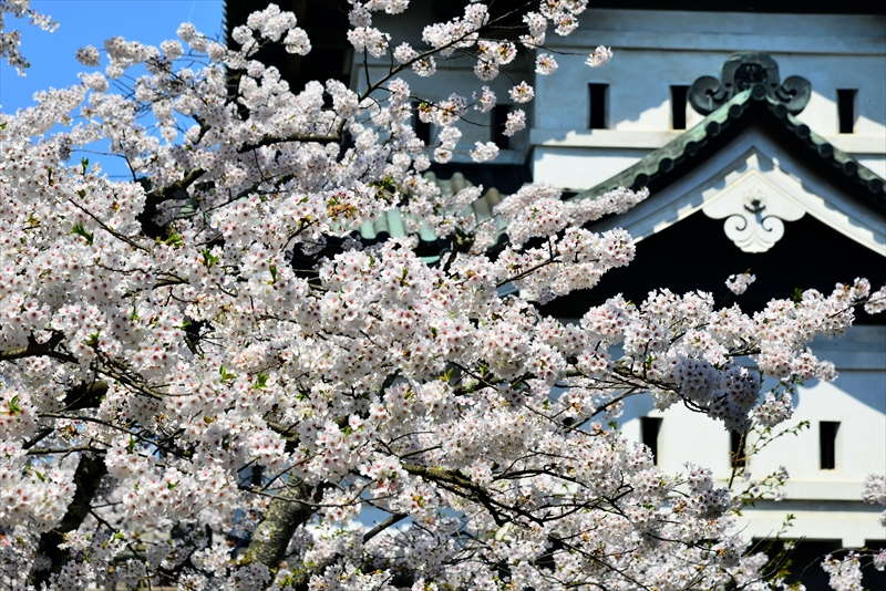 1173_弘前公園_青森