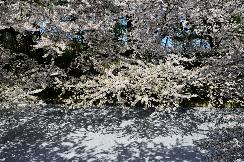 1184_弘前公園_青森