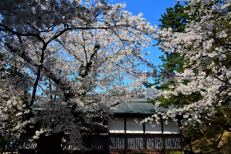 1190_弘前公園_青森