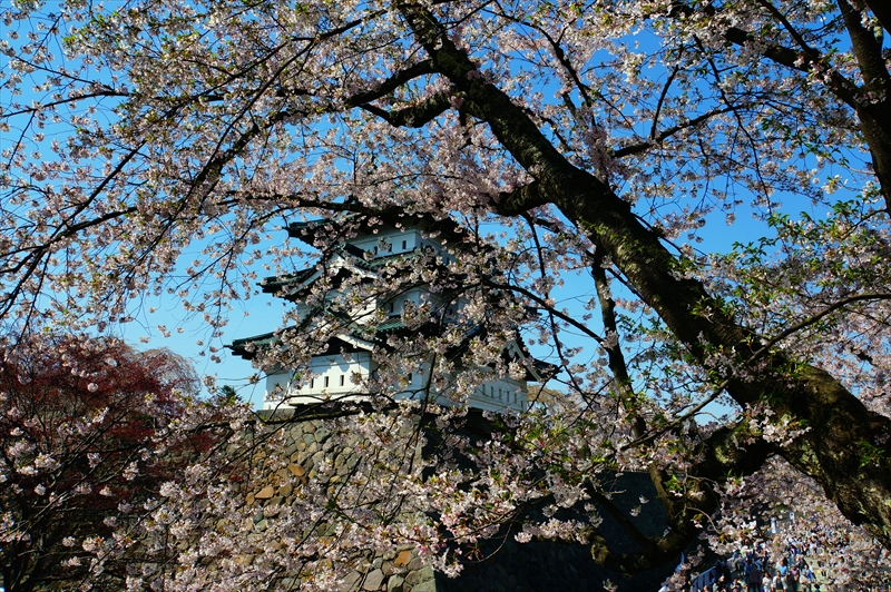 1191_弘前公園_青森