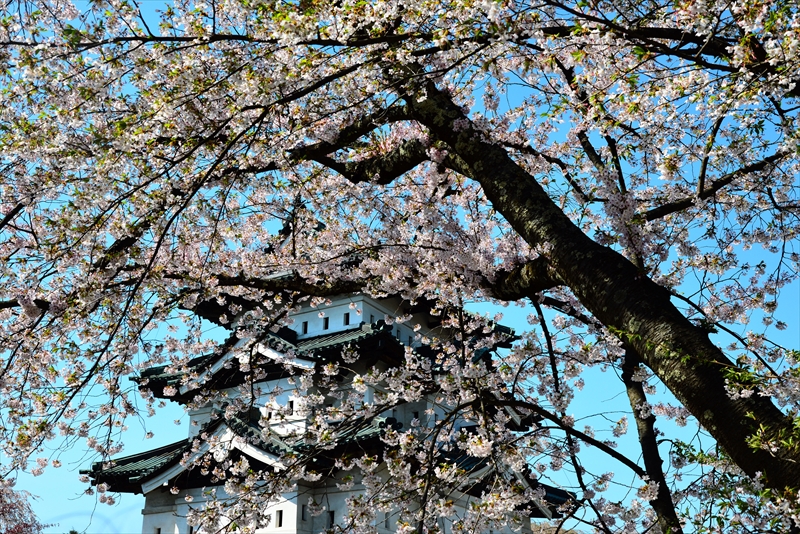 1192_弘前公園_青森