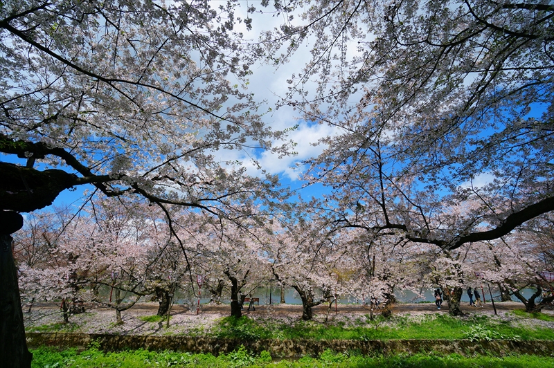 1215_弘前公園_青森