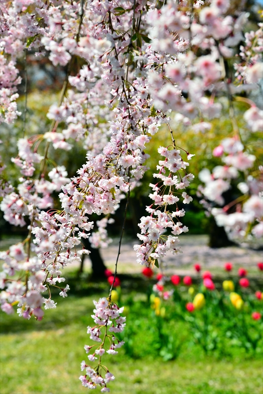 1228_弘前公園_青森