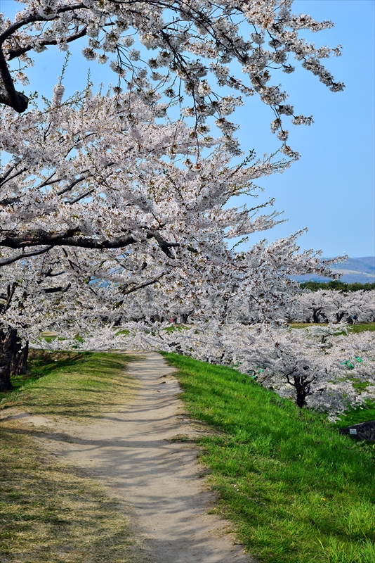 1064_函館五稜郭公園_北海道
