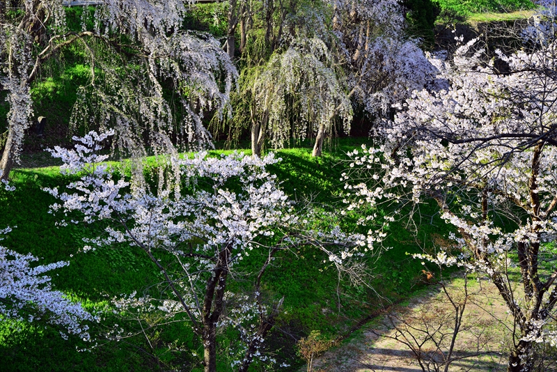 1003_横手公園牛沼_秋田