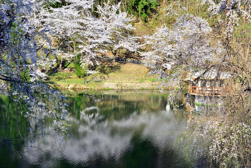 1006_横手公園牛沼_秋田