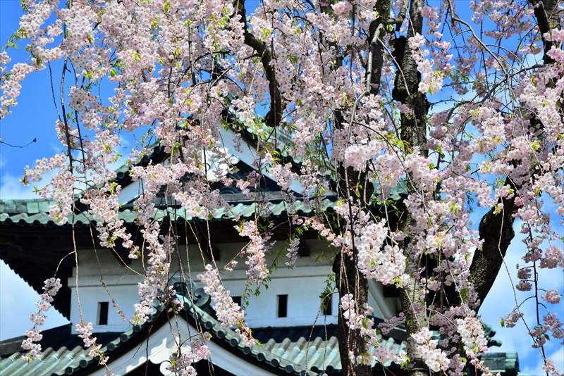 1243_弘前公園_青森
