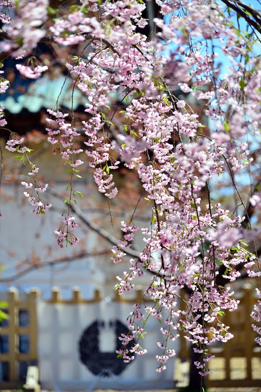 1248_弘前公園_青森