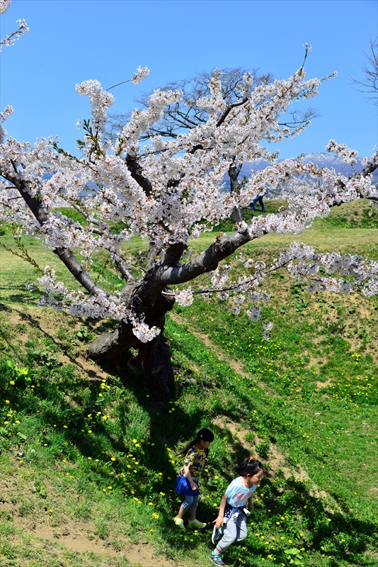 1082_函館五稜郭公園_北海道