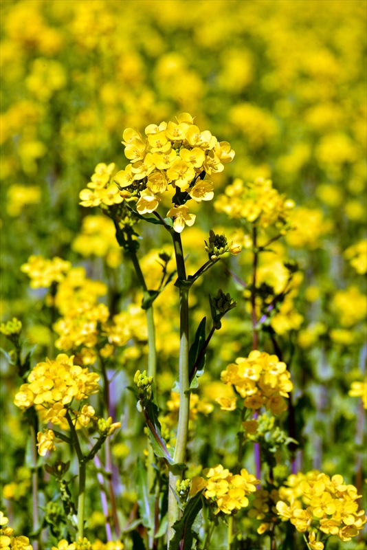 1036_下田みなみの桜_静岡