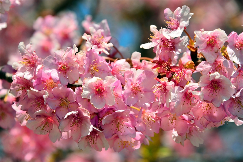 1037_下田みなみの桜_静岡