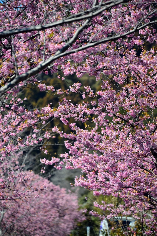 1039_下田みなみの桜_静岡