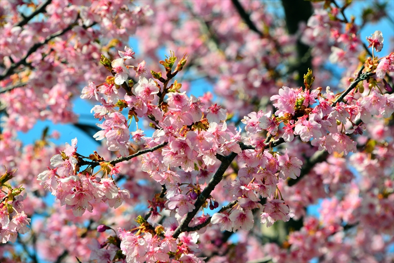 1043_下田みなみの桜_静岡