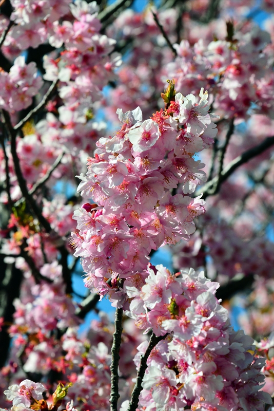 1046_下田みなみの桜_静岡