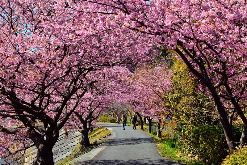 1047_下田みなみの桜_静岡