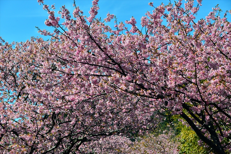 1049_下田みなみの桜_静岡
