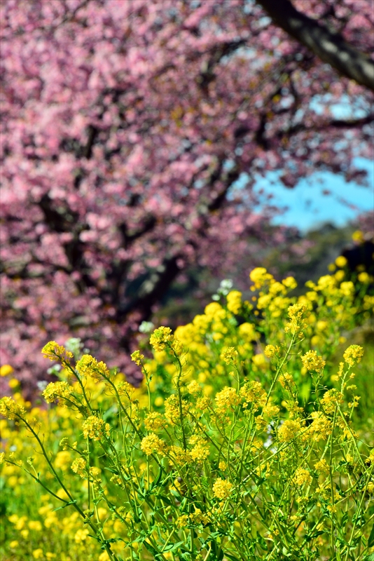 1055_下田みなみの桜_静岡