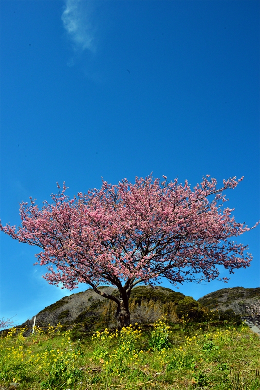 20_sakuras_viewing