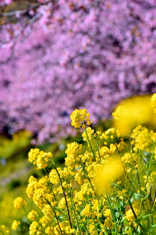 1057_下田みなみの桜_静岡
