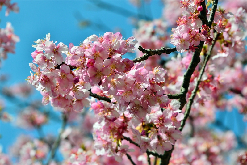 1060_下田みなみの桜_静岡