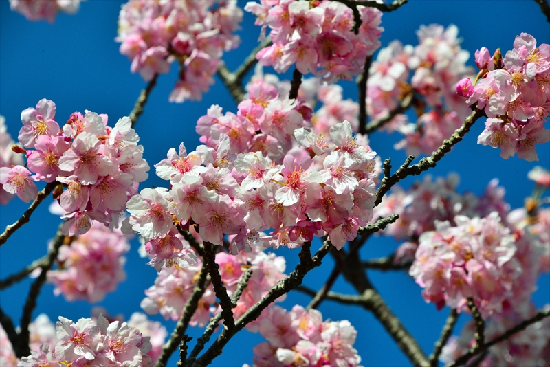 1064_下田みなみの桜_静岡
