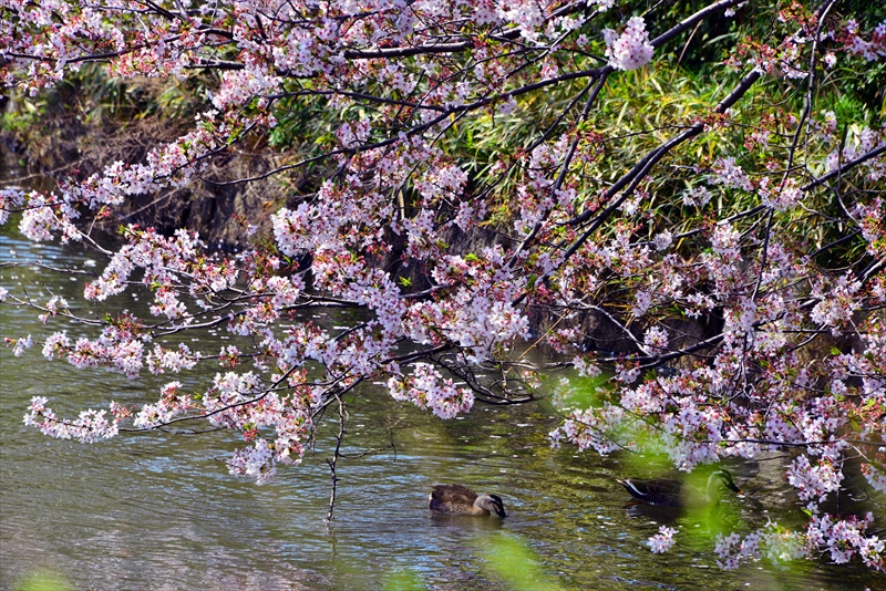1028_三ッ池公園_神奈川