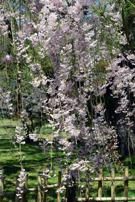 1144_弘前公園_青森