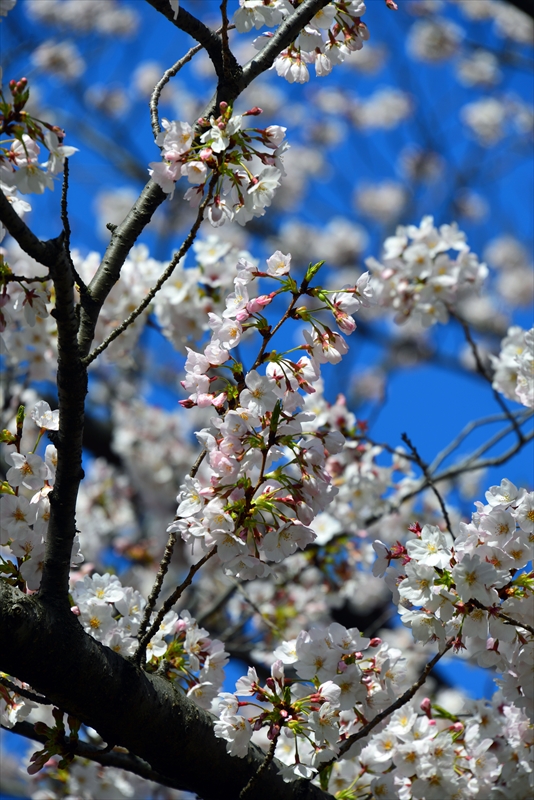 1082_新横浜公園_神奈川