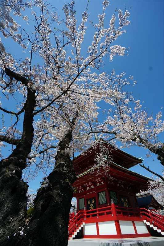 1109_孝道山_神奈川