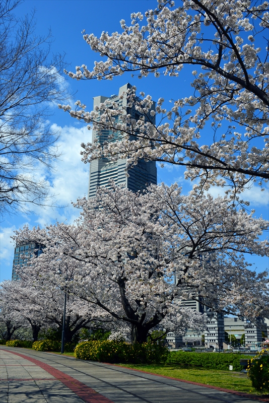 1091_なとみらい_神奈川