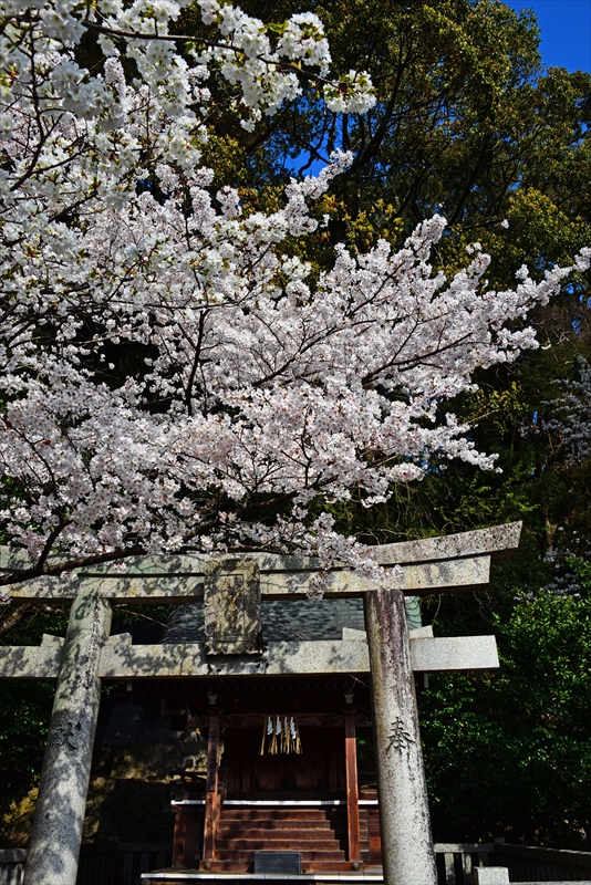 1005_大宰府天満宮_福岡