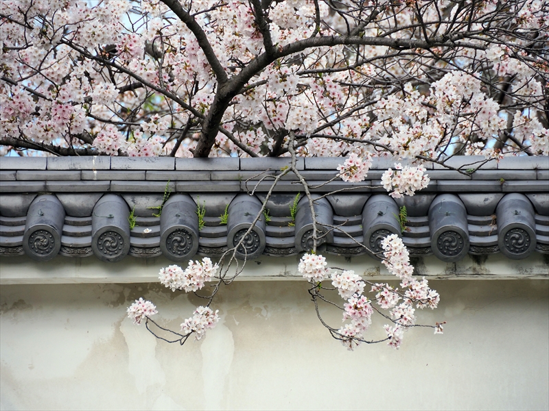 1046_福岡城跡_福岡