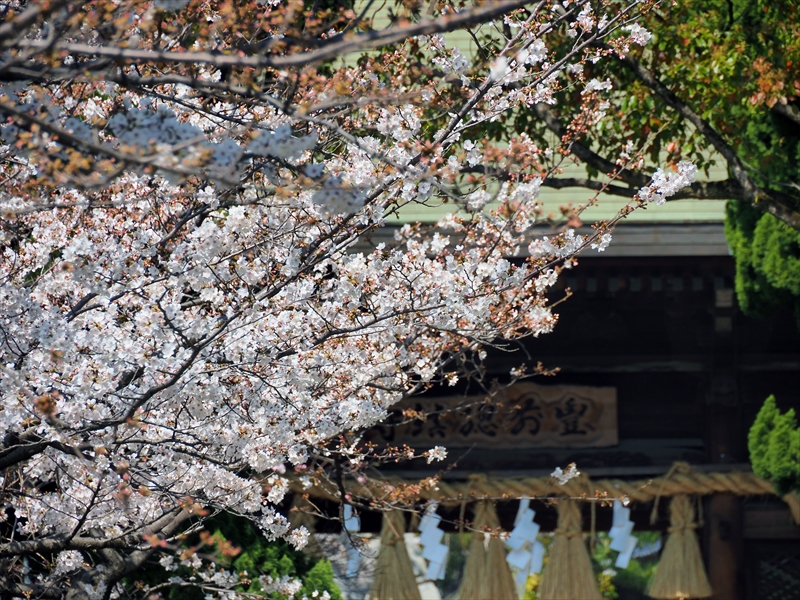 1017_小倉城_福岡