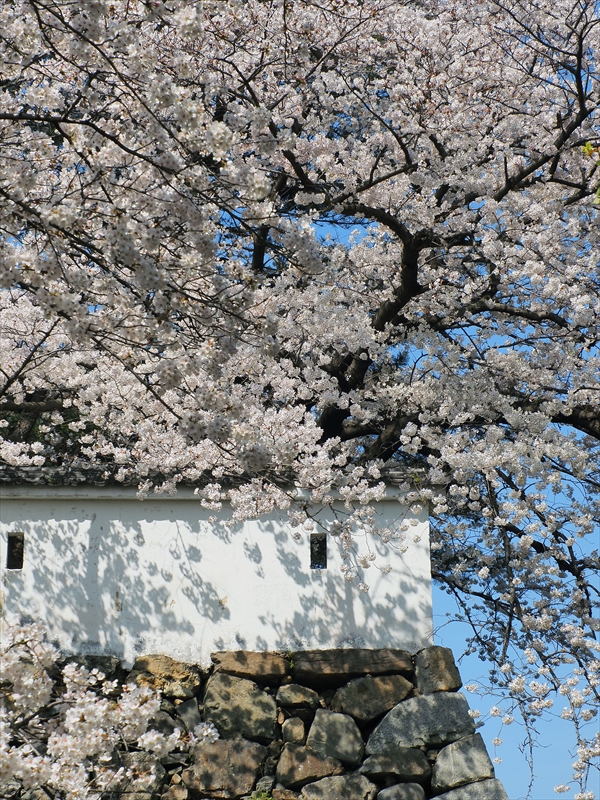 1025_小倉城_福岡