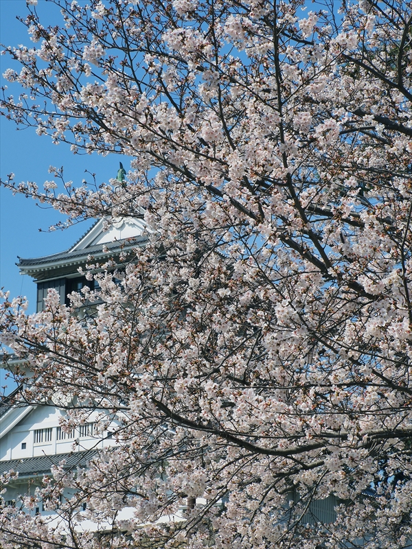 1033_小倉城_福岡