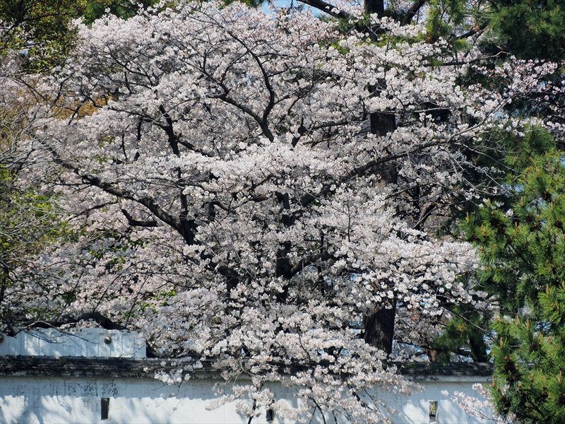 1036_小倉城_福岡