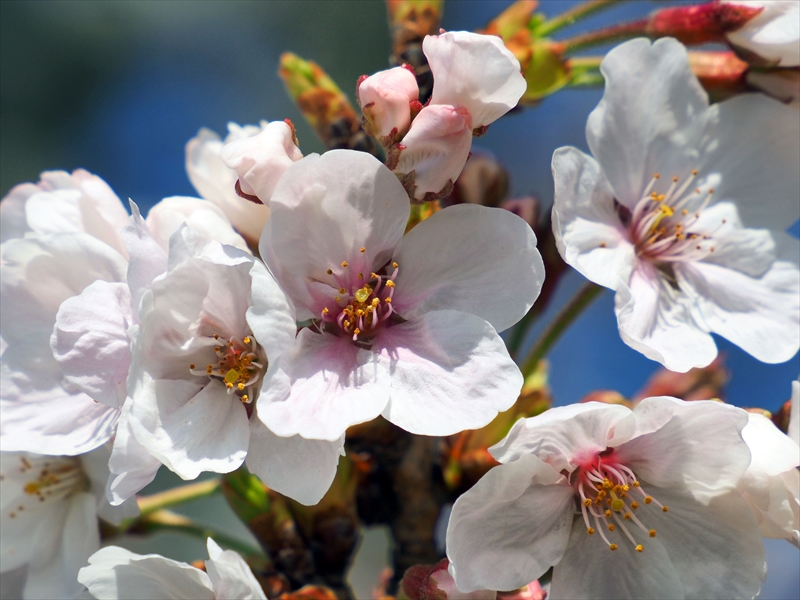 1065_松山城_愛媛