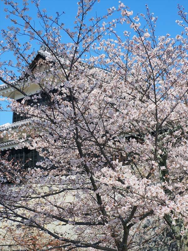 1071_松山城_愛媛