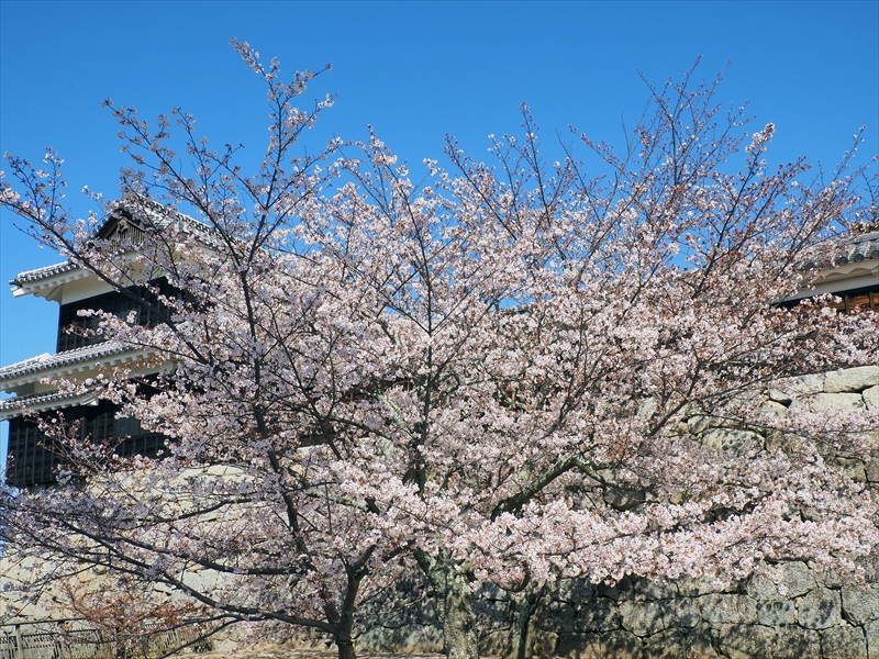 1072_松山城_愛媛