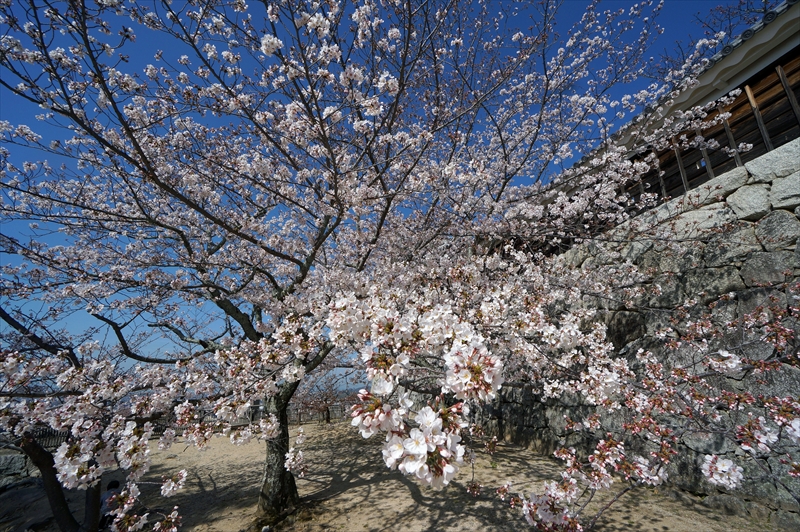 1073_松山城_愛媛