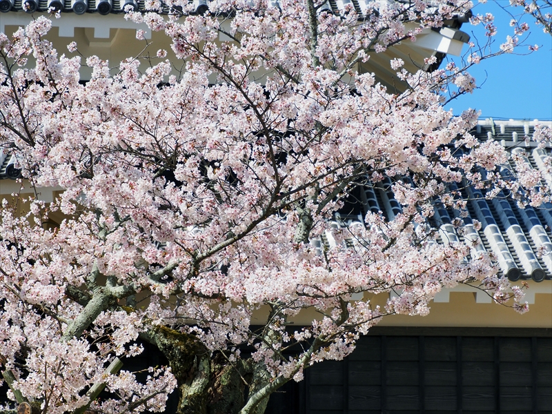 1074_松山城_愛媛