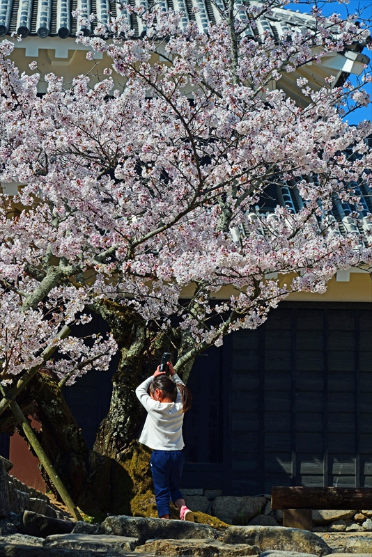 1075_松山城_愛媛