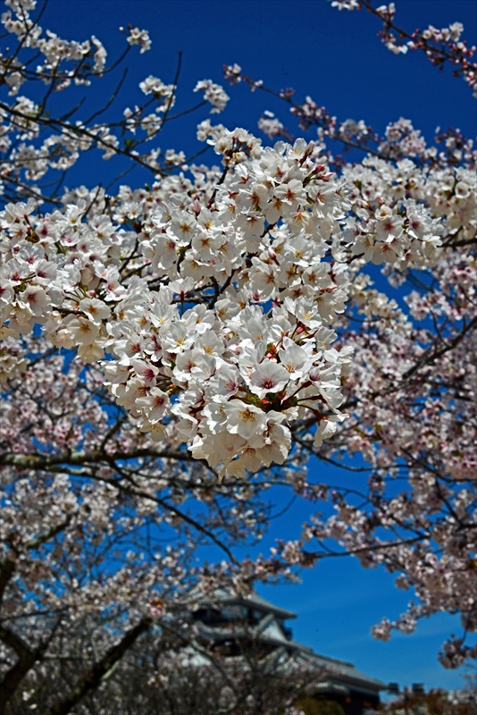 1083_松山城_愛媛